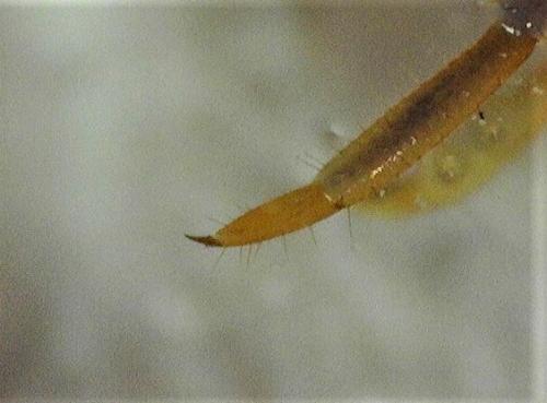 Réf. 242 325 : Lithobius melanops